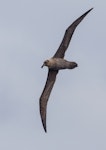 Sooty albatross. Adult in flight. Port MacDonnell pelagic, South Australia, April 2017. Image © David Newell 2017 birdlifephotography.org.au by David Newell.