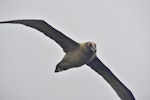 Sooty albatross. Adult. Tristan da Cunha, March 2016. Image © Gordon Petersen by Gordon Petersen.