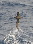 Sooty albatross. Adult at sea. South Atlantic Ocean, 37, 48.048S, 1, 39.314E, March 2016. Image © Gordon Petersen by Gordon Petersen.