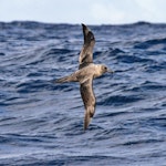 Sooty albatross. Adult in flight. Port MacDonnell pelagic, South Australia, December 2012. Image © Dick Jenkin by Dick Jenkin.