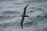 Sooty albatross. In flight, dorsal. At sea, South Atlantic, March 2006. Image © David Boyle by David Boyle.