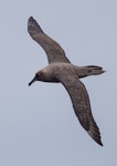 Sooty albatross. Adult in flight. Port MacDonnell pelagic, South Australia, April 2017. Image © David Newell 2017 birdlifephotography.org.au by David Newell.