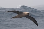 Sooty albatross. Adult in flight. Bremer Canyon, Western Australia, May 2016. Image © William Betts 2016 birdlifephotography.org.au by William Betts.