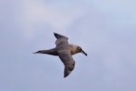 Sooty albatross. Adult in flight. Eaglehawk Neck pelagic, 40 km offshore, Tasmania, May 2019. Image © William Betts 2019 birdlifephotography.org.au by William Betts.