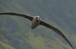 Sooty albatross. Adult. Tristan da Cunha, March 2016. Image © Gordon Petersen by Gordon Petersen.