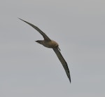 Sooty albatross. Adult in flight. South Atlantic Ocean, 37°51.67S, 1°23.30E, March 2016. Image © Gordon Petersen by Gordon Petersen.