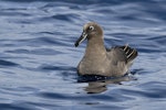 Sooty albatross. Adult on water. Near Ball's Pyramid, Lord Howe Island, June 2018. Image © Jack Shick 2018 birdlifephotography.org.au by Jack Shick.