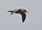 Sooty albatross. Adult in flight. South Atlantic Ocean, 37°49.37S, 1°33.547E, March 2016. Image © Gordon Petersen by Gordon Petersen.