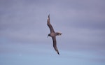 Sooty albatross. Adult in flight. Anchorage Bay, Antipodes Island, November 1995. Image © Alan Tennyson by Alan Tennyson.