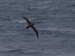 Sooty albatross. Adult in flight, dorsal. South of St Paul Island, Southern Indian Ocean, January 2016. Image © Colin Miskelly by Colin Miskelly.