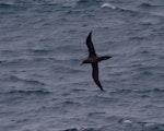 Sooty albatross. Adult in flight, ventral. South of St Paul Island, Southern Indian Ocean, January 2016. Image © Colin Miskelly by Colin Miskelly.