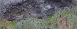 Sooty albatross. Adult pair and chick. Gough Island, March 2016. Image © Gordon Petersen by Gordon Petersen.