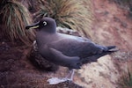 Sooty albatross. Adult. Anchorage Bay, Antipodes Island, November 1995. Image © Alan Tennyson by Alan Tennyson.