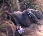 Sooty albatross. Adult. Antipodes Island, October 1995. Image © Terry Greene by Terry Greene.