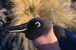 Sooty albatross. Adult vagrant in hand. Antipodes Island, October 1995. Image © Terry Greene by Terry Greene.