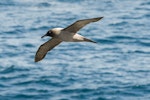 Light-mantled sooty albatross | Toroa pango. Adult in flight showing underwings. Enderby Island, Auckland Islands, January 2010. Image © John Woods by John Woods.