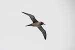 Light-mantled sooty albatross | Toroa pango. Adult in flight. Enderby Island, Auckland Islands, December 2015. Image © Edin Whitehead by Edin Whitehead.