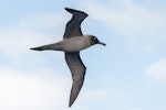 Light-mantled sooty albatross | Toroa pango. Adult in flight. At sea off Auckland Islands, December 2015. Image © Edin Whitehead by Edin Whitehead.