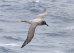 Light-mantled sooty albatross | Toroa pango. Dorsal view of adult in flight. At sea off Campbell Island, November 2011. Image © Detlef Davies by Detlef Davies.