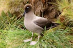 Light-mantled sooty albatross | Toroa pango. Adult standing. Antipodes Island, April 2010. Image © Mark Fraser by Mark Fraser.