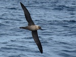 Light-mantled sooty albatross | Toroa pango. In flight. Tutukaka Pelagic out past Poor Knights Islands, July 2018. Image © Scott Brooks (ourspot) by Scott Brooks.