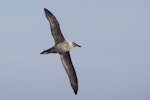 Light-mantled sooty albatross | Toroa pango. Worn immature. At sea off Otago Peninsula, May 2021. Image © Oscar Thomas by Oscar Thomas.