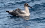 Light-mantled sooty albatross | Toroa pango. Adult on water. At sea off Poor Knights Islands, July 2018. Image © Les Feasey by Les Feasey.