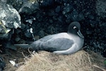 Light-mantled sooty albatross | Toroa pango. Adult on nest. Antipodes Islands, November 1978. Image © Department of Conservation ( image ref: 10038130 ) by John Kendrick.