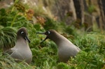 Light-mantled sooty albatross | Toroa pango. Non-breeders courting. Penguin Bay, Campbell Island, January 2013. Image © Kyle Morrison by Kyle Morrison.