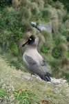 Light-mantled sooty albatross | Toroa pango. Adult at colony. Cattle Bay, Campbell Island, January 1993. Image © Alan Tennyson by Alan Tennyson.