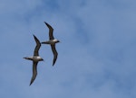 Light-mantled sooty albatross | Toroa pango. Synchronised courtship flight. Macquarie Island, November 2011. Image © Sonja Ross by Sonja Ross.