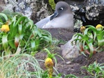 Light-mantled sooty albatross | Toroa pango. Adult at nest showing blue line along bill. Campbell Island, December 2010. Image © Kyle Morrison by Kyle Morrison.