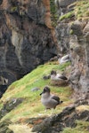 Light-mantled sooty albatross | Toroa pango. Adults on breeding ledge. Enderby Island, Auckland Islands, December 2005. Image © Department of Conservation ( image ref: 10060017 ) by Andrew Maloney.