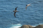 Light-mantled sooty albatross | Toroa pango. Ventral and dorsal views of two birds in courtship flight. Campbell Island, December 2011. Image © Kyle Morrison by Kyle Morrison.