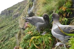 Light-mantled sooty albatross | Toroa pango. Non-breeders courting at a potential nest site. Penguin Bay, Campbell Island, January 2013. Image © Kyle Morrison by Kyle Morrison.