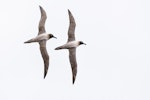 Light-mantled sooty albatross | Toroa pango. Pair in courtship flight. Enderby Island, Auckland Islands, January 2016. Image © Tony Whitehead by Tony Whitehead.