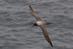 Light-mantled sooty albatross | Toroa pango. Dorsal view in flight. Enderby Island, Auckland Islands, February 2008. Image © Craig McKenzie by Craig McKenzie.