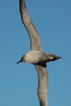 Light-mantled sooty albatross | Toroa pango. Ventral detail. Folly Island, Campbell Island, December 2010. Image © Kyle Morrison by Kyle Morrison.