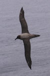 Light-mantled sooty albatross | Toroa pango. Dorsal view of adult in flight. Antipodes Island, February 2009. Image © Mark Fraser by Mark Fraser.