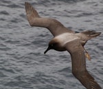 Light-mantled sooty albatross | Toroa pango. Close dorsal view of adult in flight. Enderby Island, Auckland Islands, January 2007. Image © Ian Armitage by Ian Armitage.