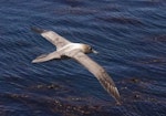 Light-mantled sooty albatross | Toroa pango. Adult in flight (dorsal). Enderby Island, Auckland Islands, January 2018. Image © Colin Miskelly by Colin Miskelly.