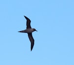 Light-mantled sooty albatross | Toroa pango. Bird in flight in silhouette. Campbell Island, November 2011. Image © Sonja Ross by Sonja Ross.