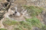 Light-mantled sooty albatross | Toroa pango. Chick on nest. Enderby Island, Auckland Islands, January 2010. Image © John Woods by John Woods.