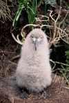 Light-mantled sooty albatross | Toroa pango. Downy chick. Beeman Hill, Campbell Island, January 1993. Image © Alan Tennyson by Alan Tennyson.