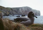 Light-mantled sooty albatross | Toroa pango. Adult. Antipodes Island, October 1990. Image © Colin Miskelly by Colin Miskelly.