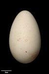 Light-mantled sooty albatross | Toroa pango. Egg 103.4 x 63.0 mm (NMNZ OR.019087, collected by Jack Sorensen). Campbell Island, October 1942. Image © Te Papa by Jean-Claude Stahl.