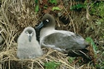 Light-mantled sooty albatross | Toroa pango. Adult and chick on nest. Campbell Island, January 1986. Image © Department of Conservation ( image ref: 10039781 ) by Graeme Taylor.