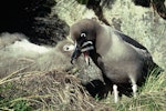 Light-mantled sooty albatross | Toroa pango. Adult and chick on nest. Campbell Island, March 1971. Image © Department of Conservation ( image ref: 10031505 ) by Don Merton.