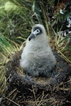 Light-mantled sooty albatross | Toroa pango. Chick on nest. Adams Island, Auckland Islands, February 1966. Image © Department of Conservation ( image ref: 10038125 ) by John Kendrick.