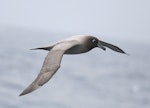 Light-mantled sooty albatross | Toroa pango. Adult in flight. At sea off Campbell Island, November 2011. Image © Detlef Davies by Detlef Davies.